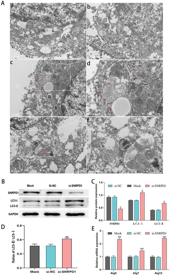 J Cancer Image