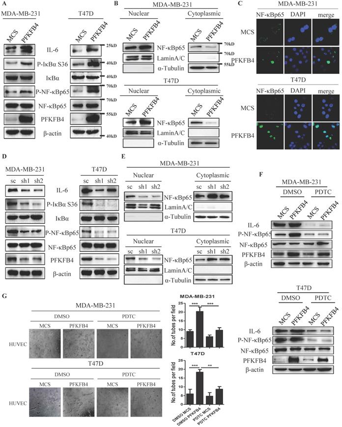 J Cancer Image