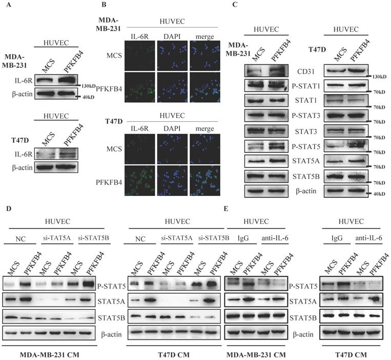 J Cancer Image