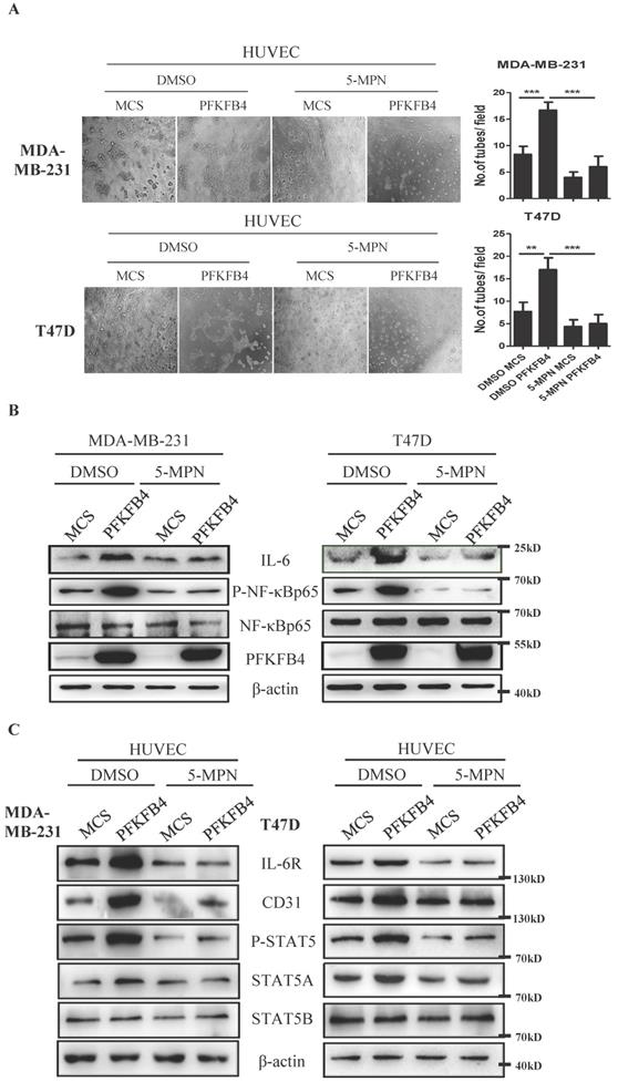 J Cancer Image