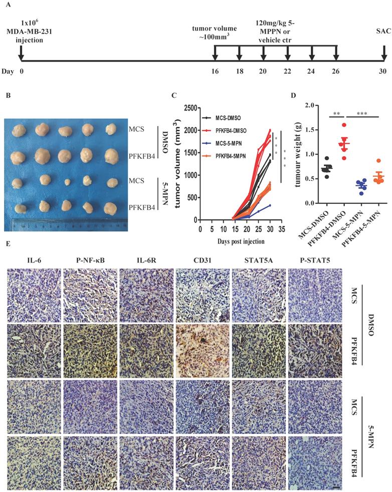 J Cancer Image