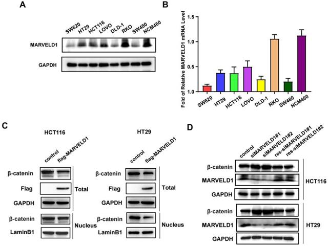 J Cancer Image