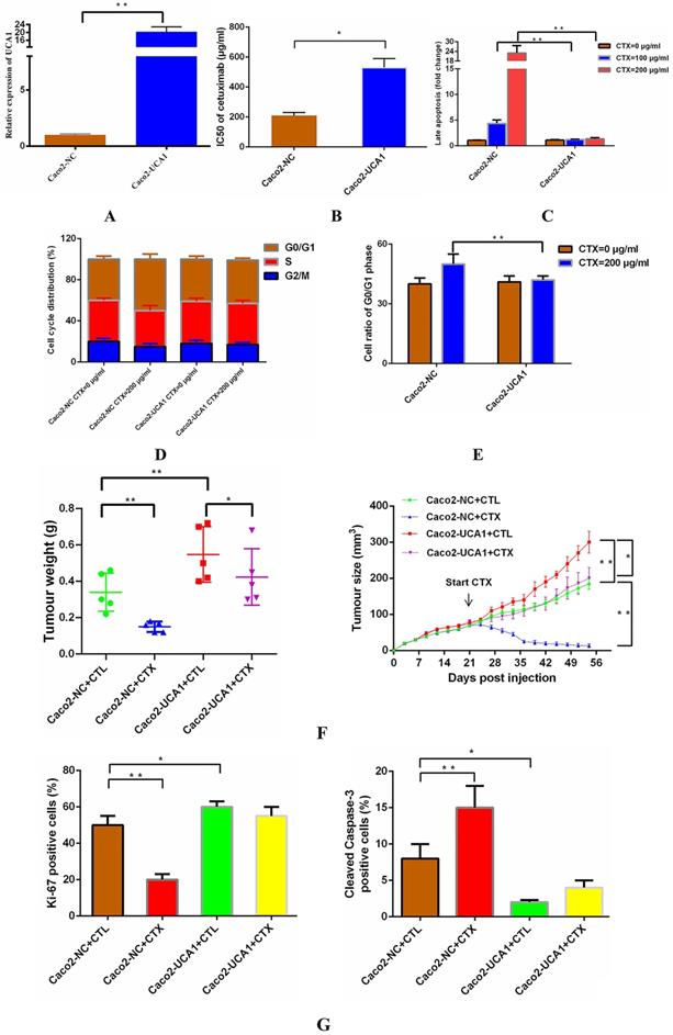 J Cancer Image