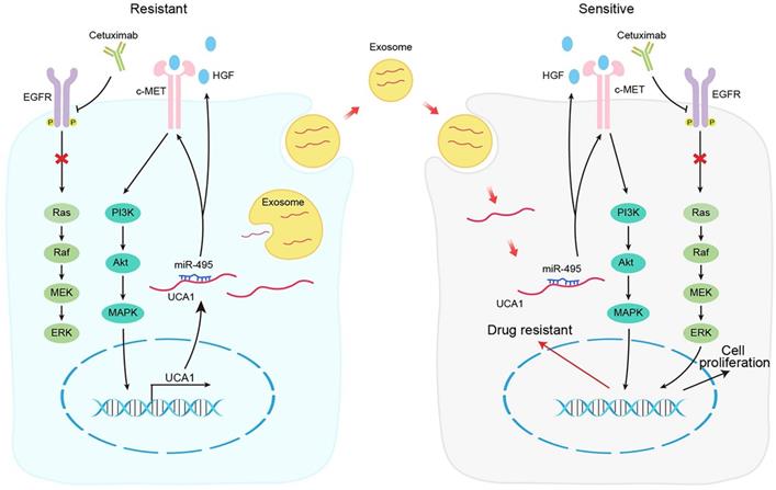 J Cancer Image