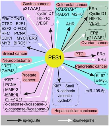 J Cancer Image