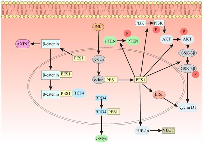 J Cancer Image