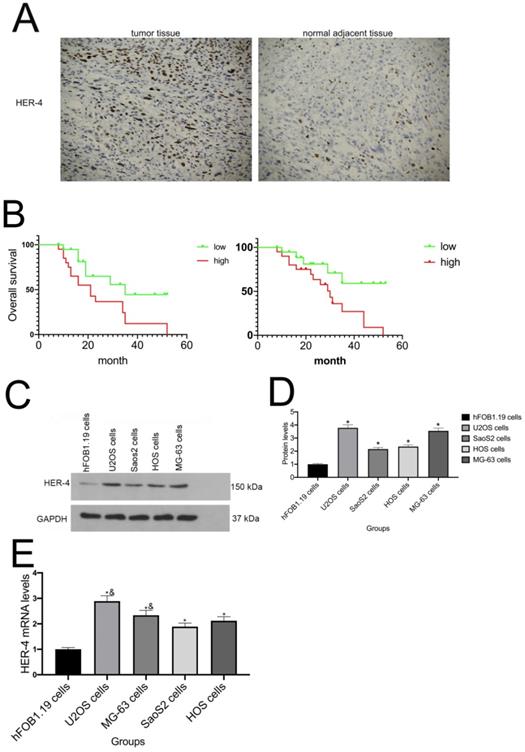 J Cancer Image