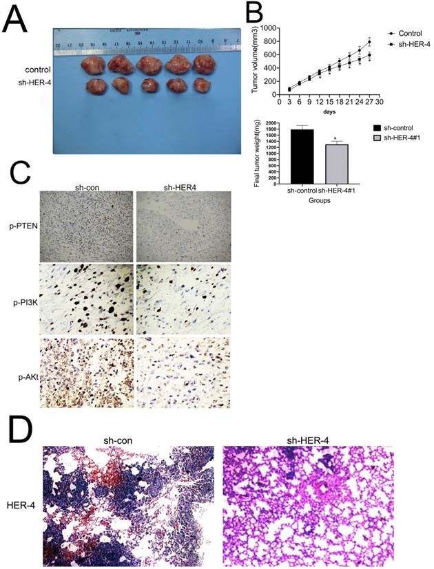 J Cancer Image