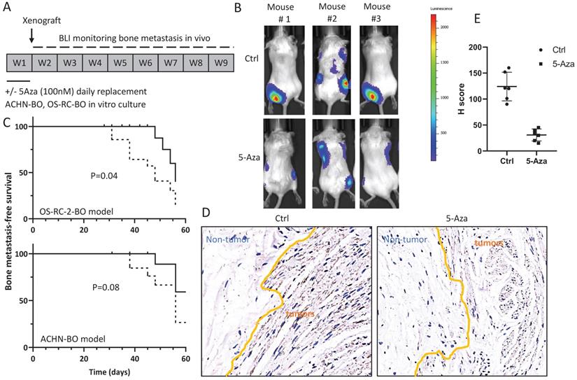 J Cancer Image