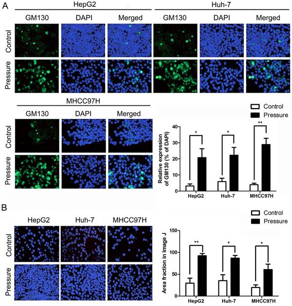 J Cancer Image