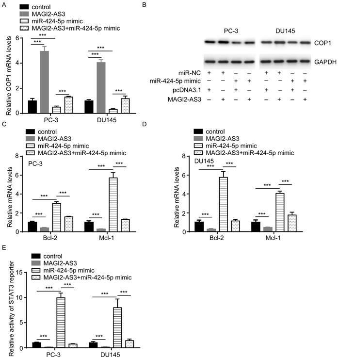 J Cancer Image