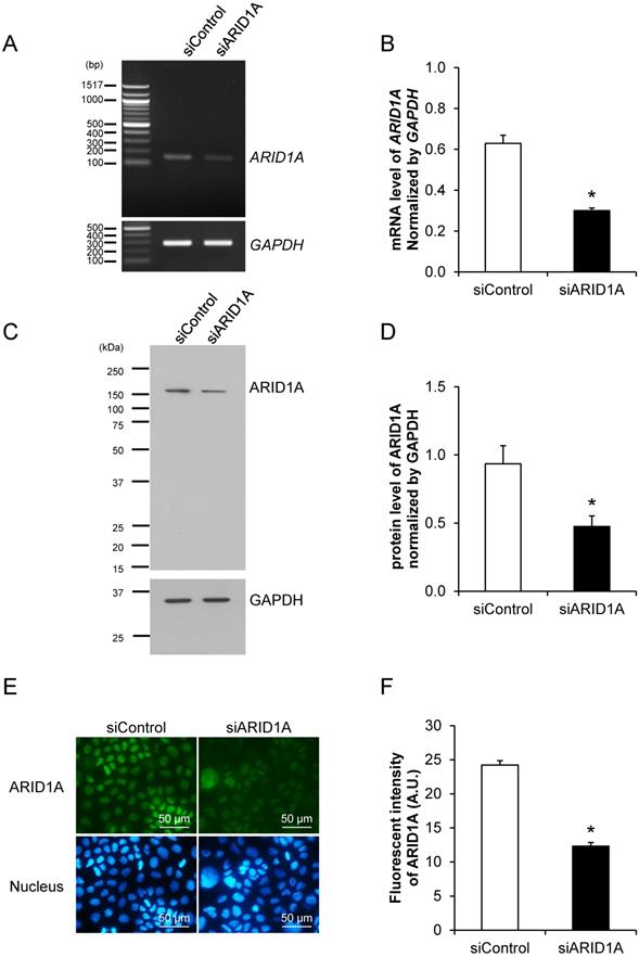 J Cancer Image