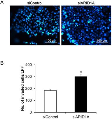 J Cancer Image