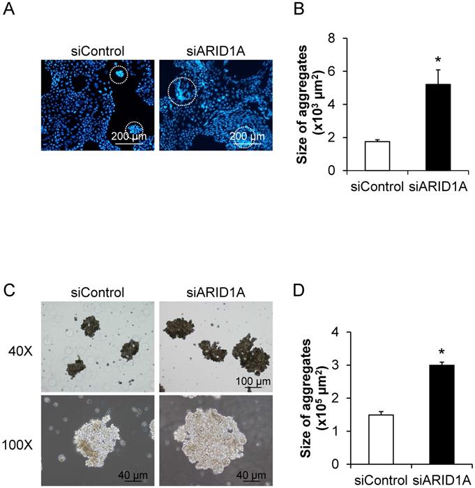 J Cancer Image