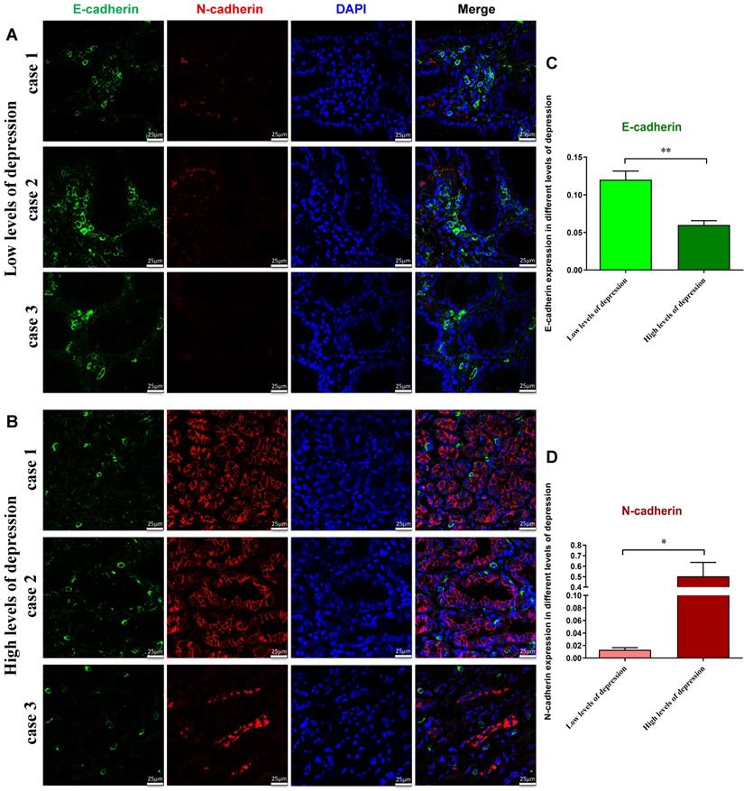 J Cancer Image