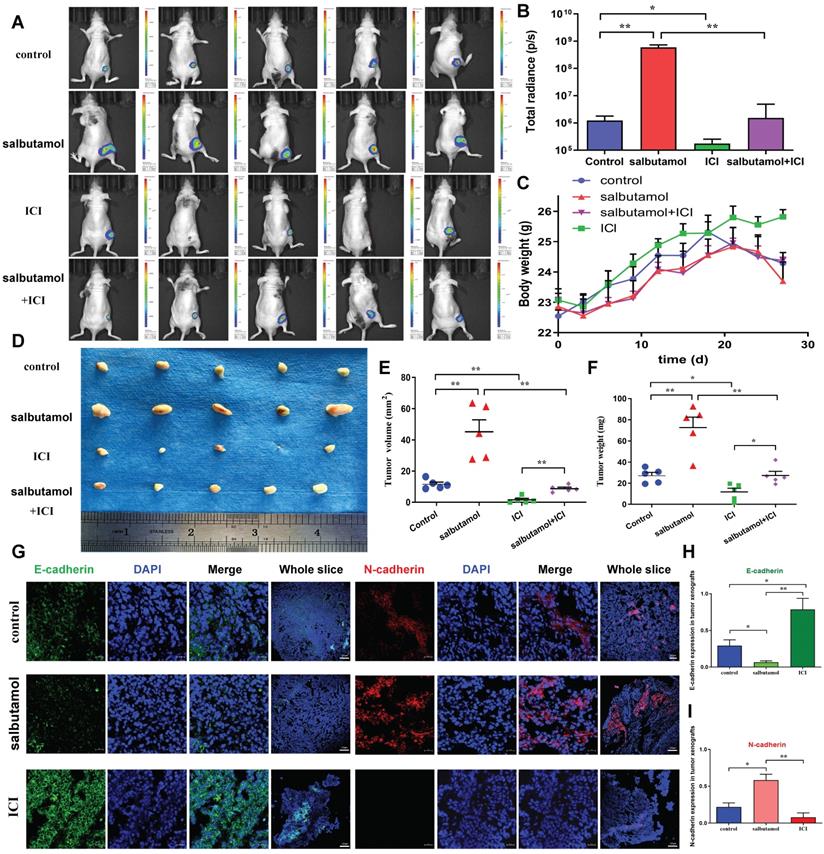 J Cancer Image