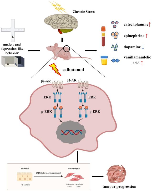 J Cancer Image