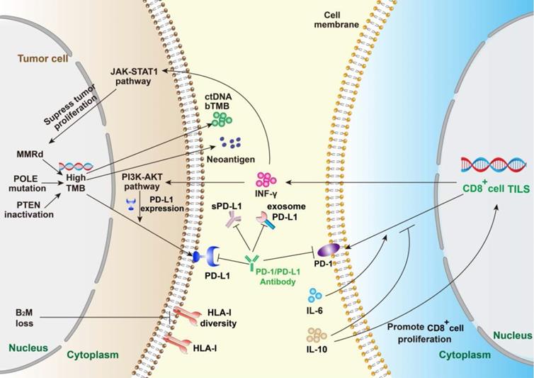 J Cancer Image