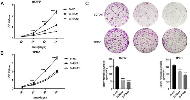 J Cancer Image