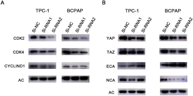 J Cancer Image