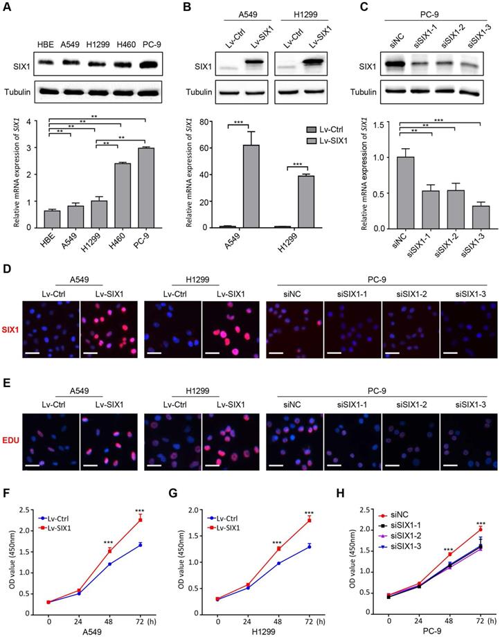 J Cancer Image