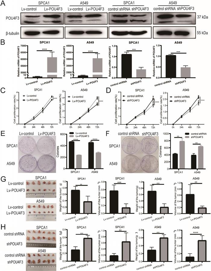 J Cancer Image