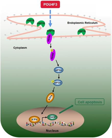 J Cancer Image