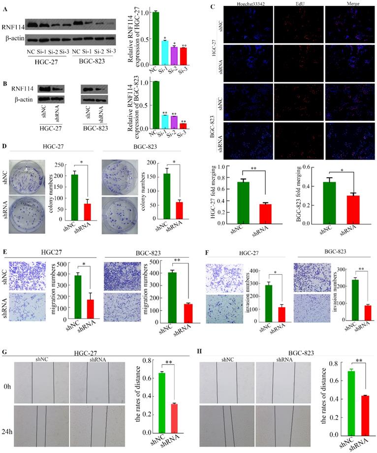 J Cancer Image