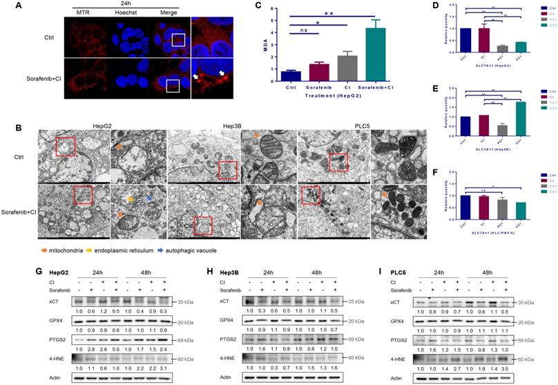 J Cancer Image