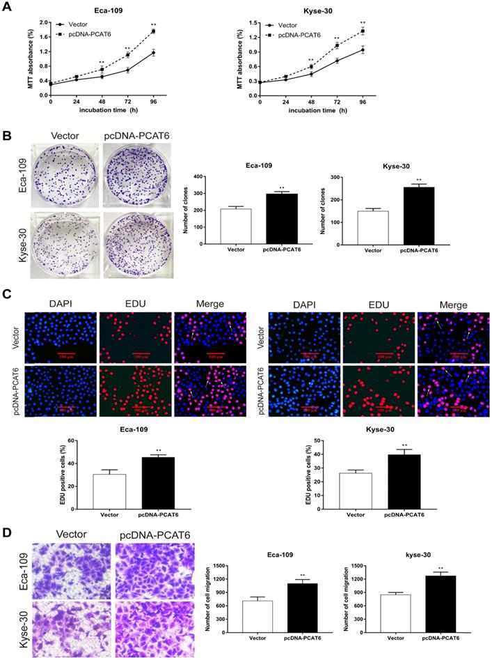 J Cancer Image