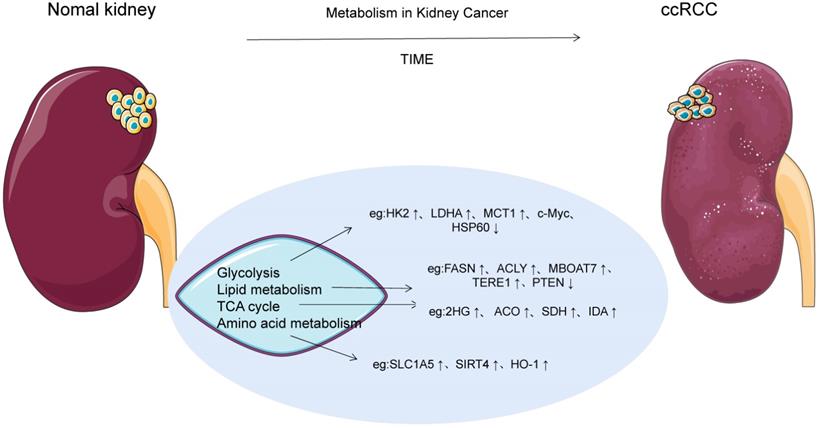 J Cancer Image