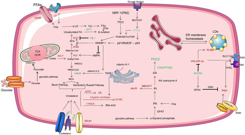 J Cancer Image