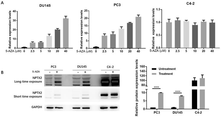 J Cancer Image