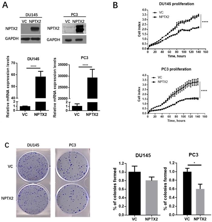 J Cancer Image