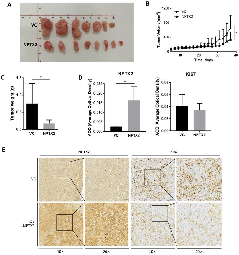 J Cancer Image