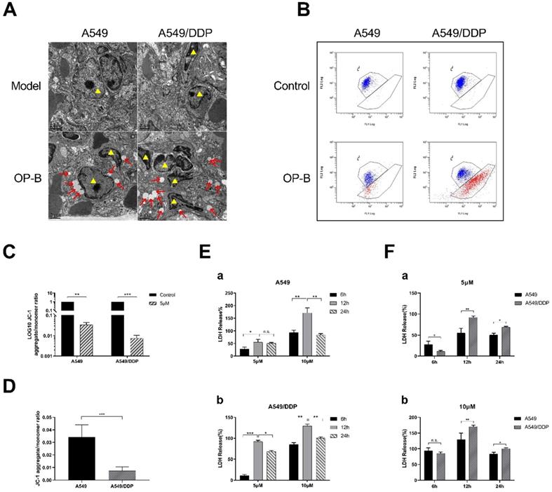 J Cancer Image