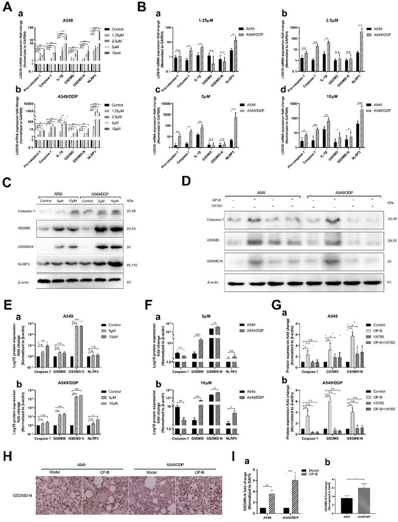 J Cancer Image