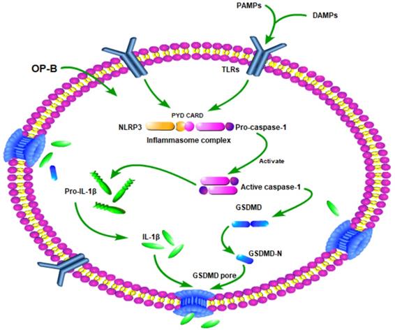 J Cancer Image