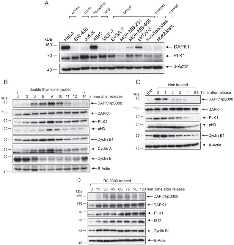 J Cancer Image