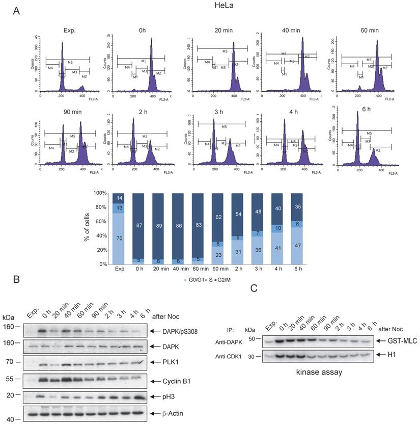 J Cancer Image