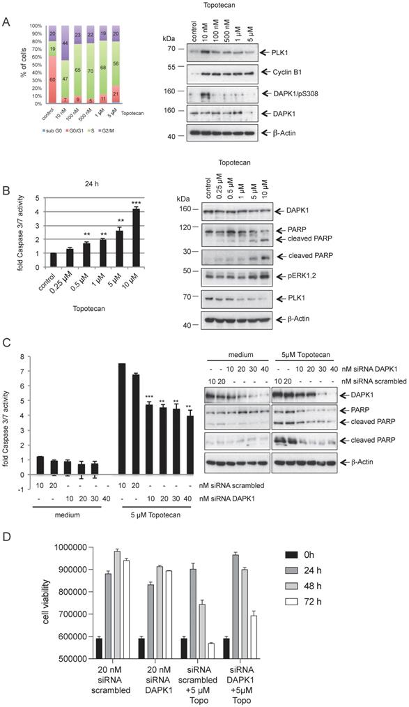 J Cancer Image