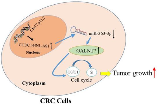 J Cancer Image