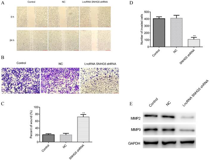 J Cancer Image