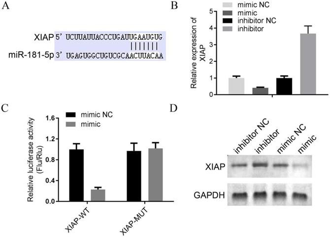 J Cancer Image