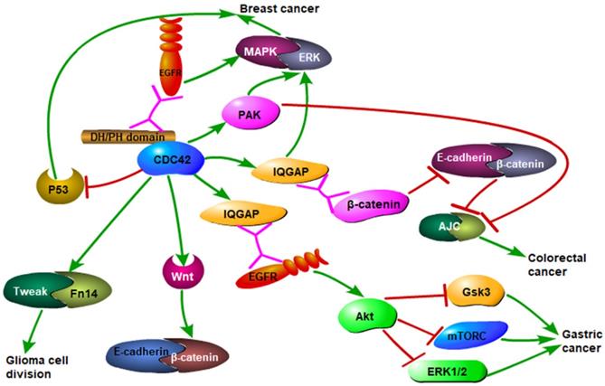 J Cancer Image