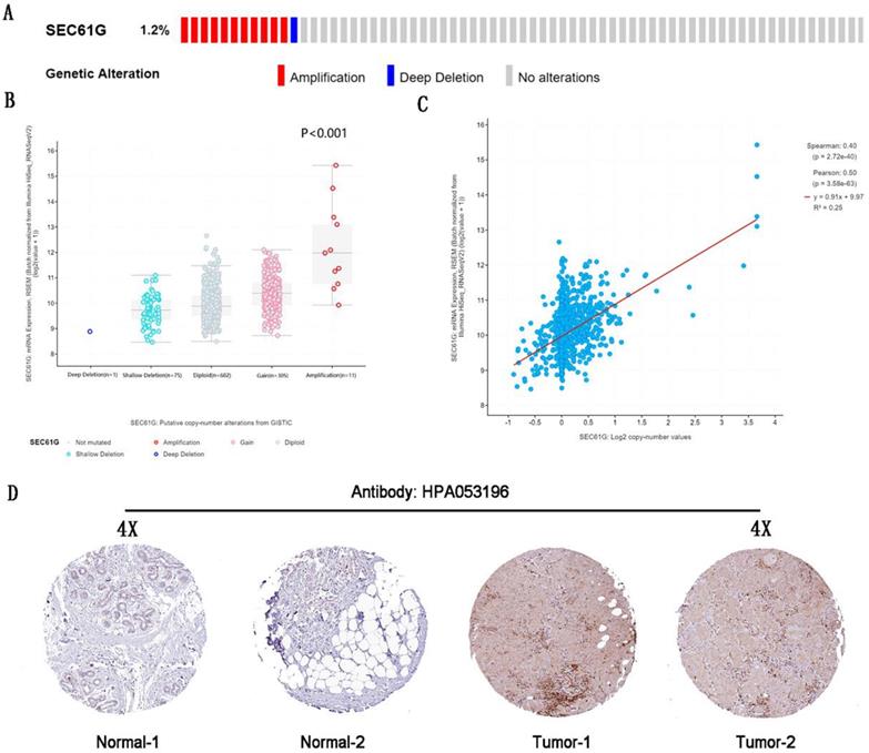 J Cancer Image