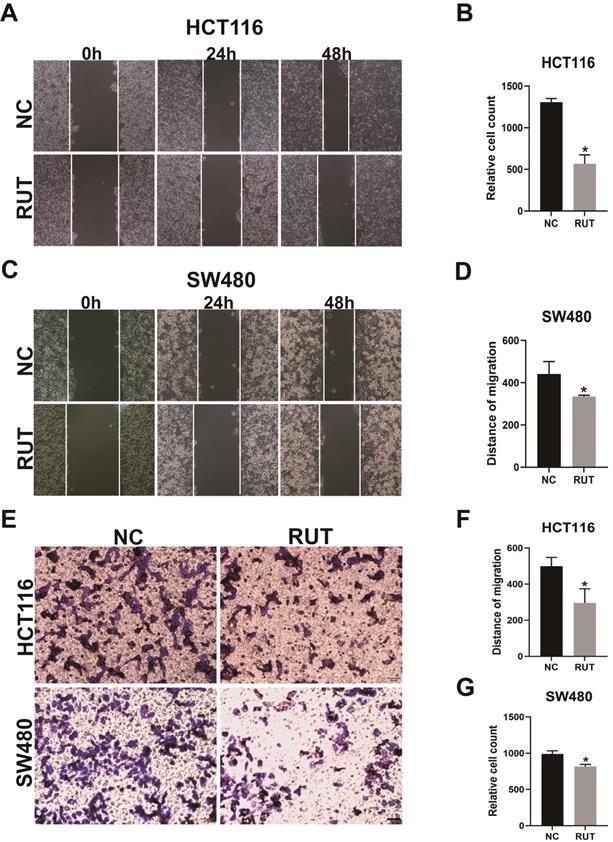 J Cancer Image