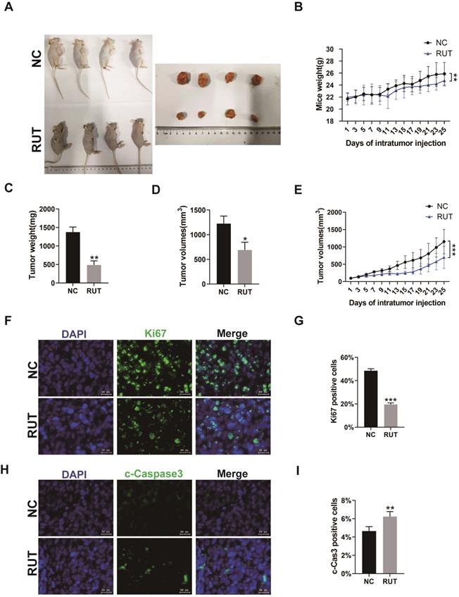 J Cancer Image