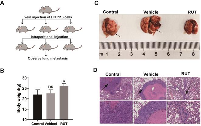 J Cancer Image