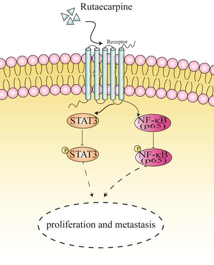 J Cancer Image